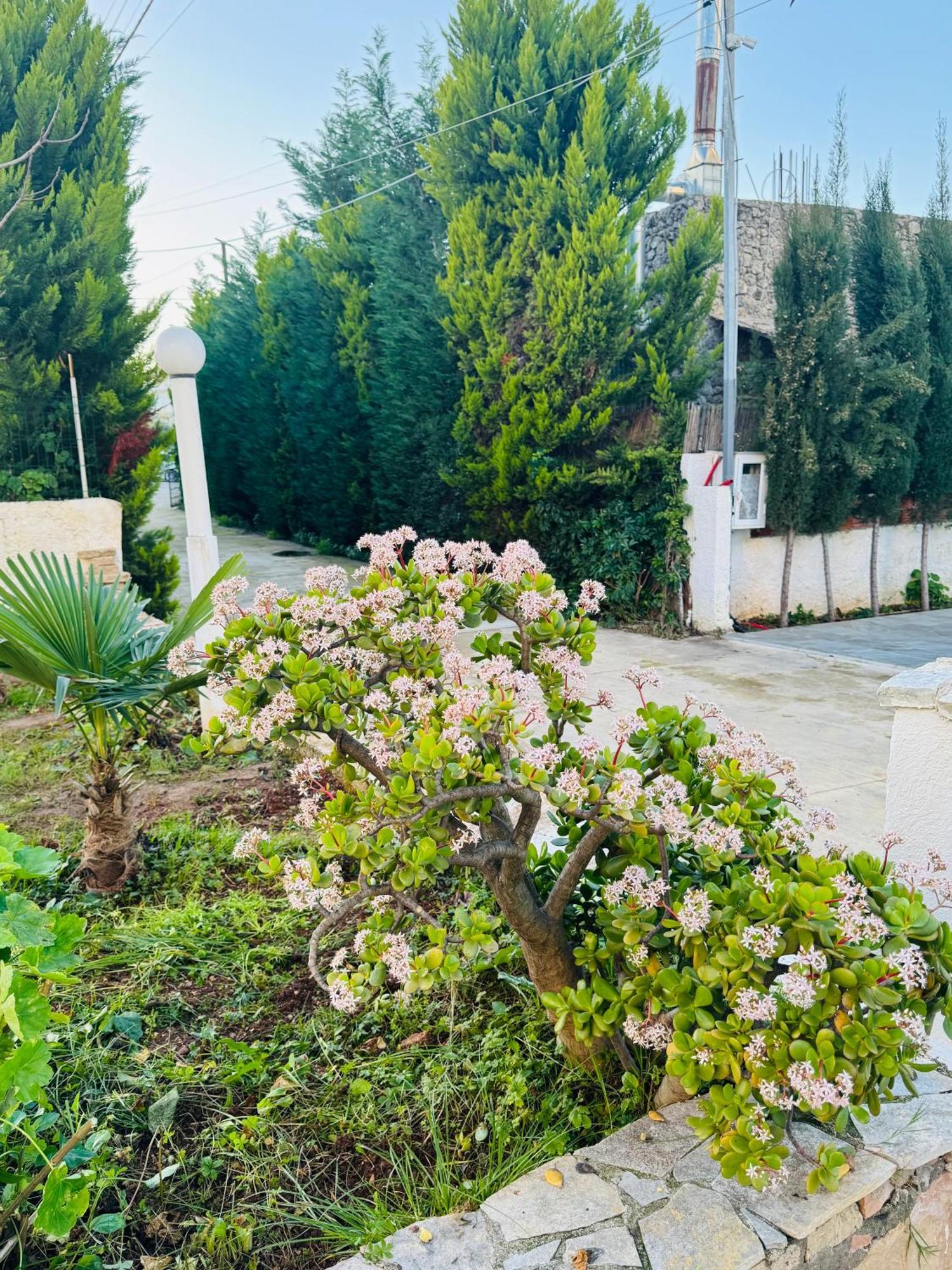 Central Garden Residence Sofia - Free Parking Ksamil Zewnętrze zdjęcie